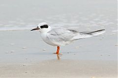 Forster's Tern